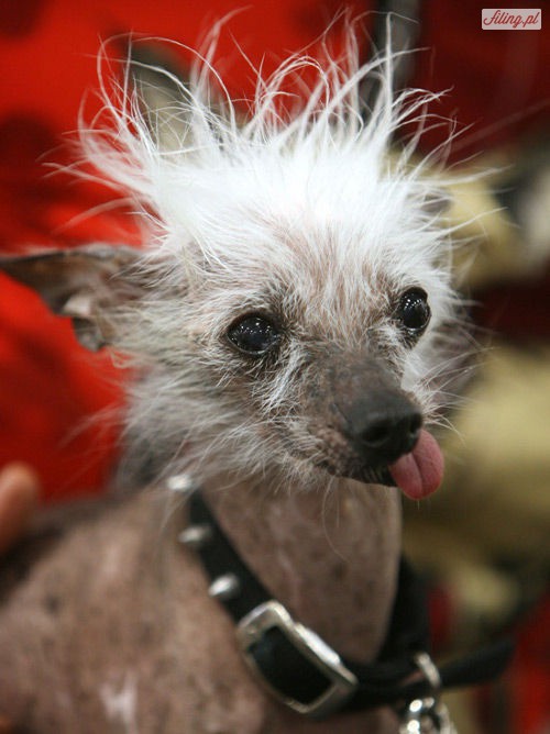 24 najbrzydsze psy świata.