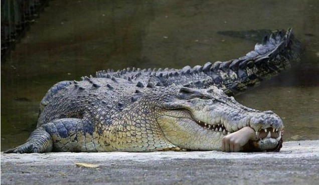 27. Krokodyl z zoo w południowym Tajwanie trzyma w zębach rękę swojego opiekuna.