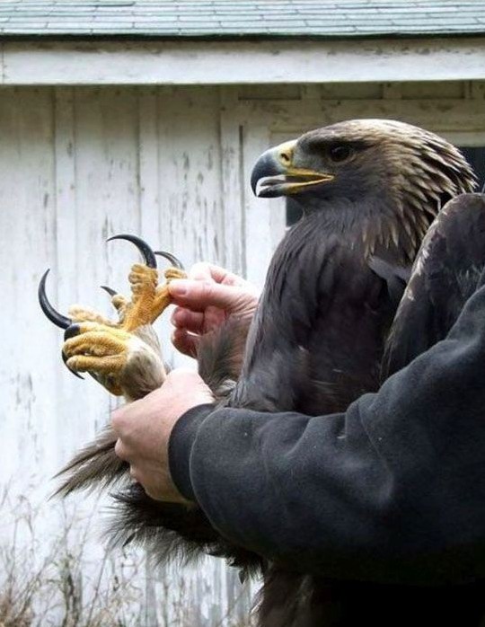 19. Szpony orła przedniego osiągają nacisk 30 kg/cm²