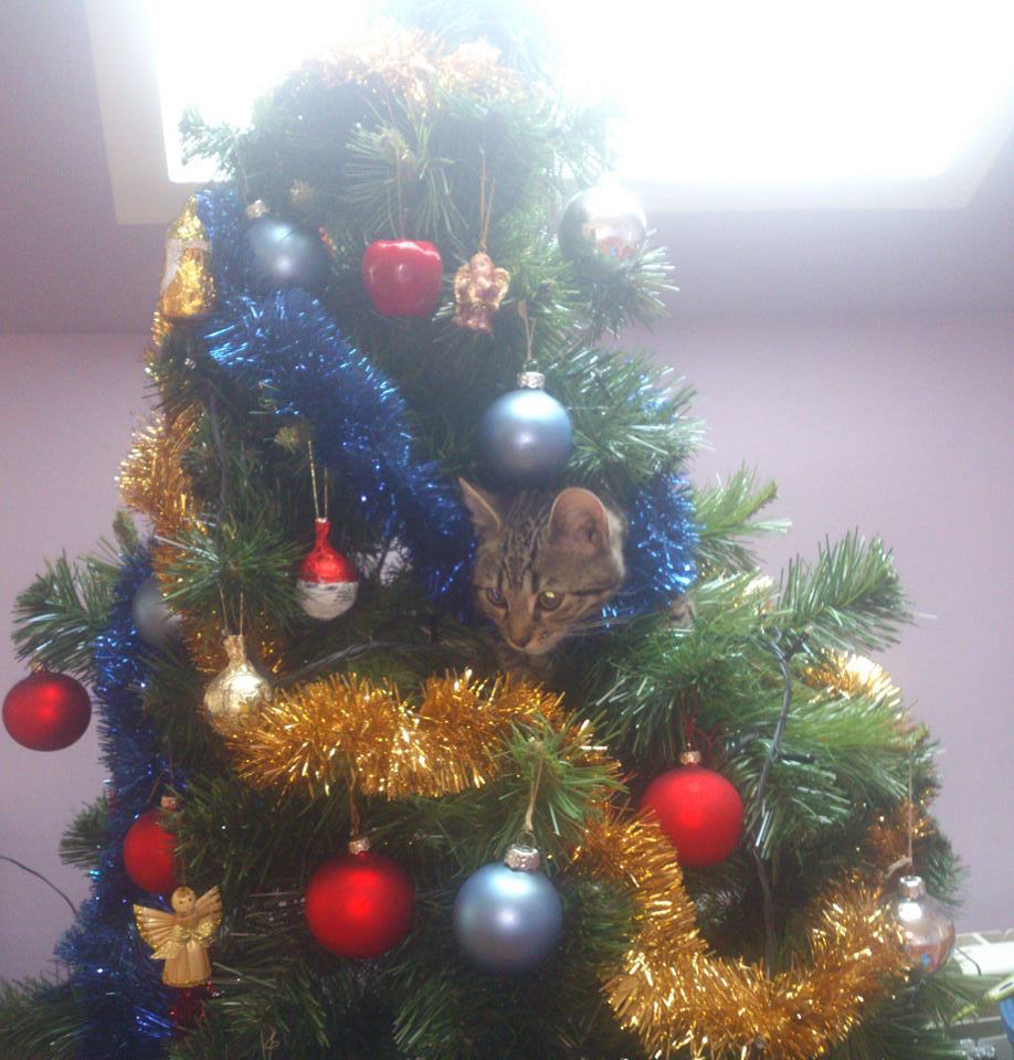 Aleksandra Abramowska