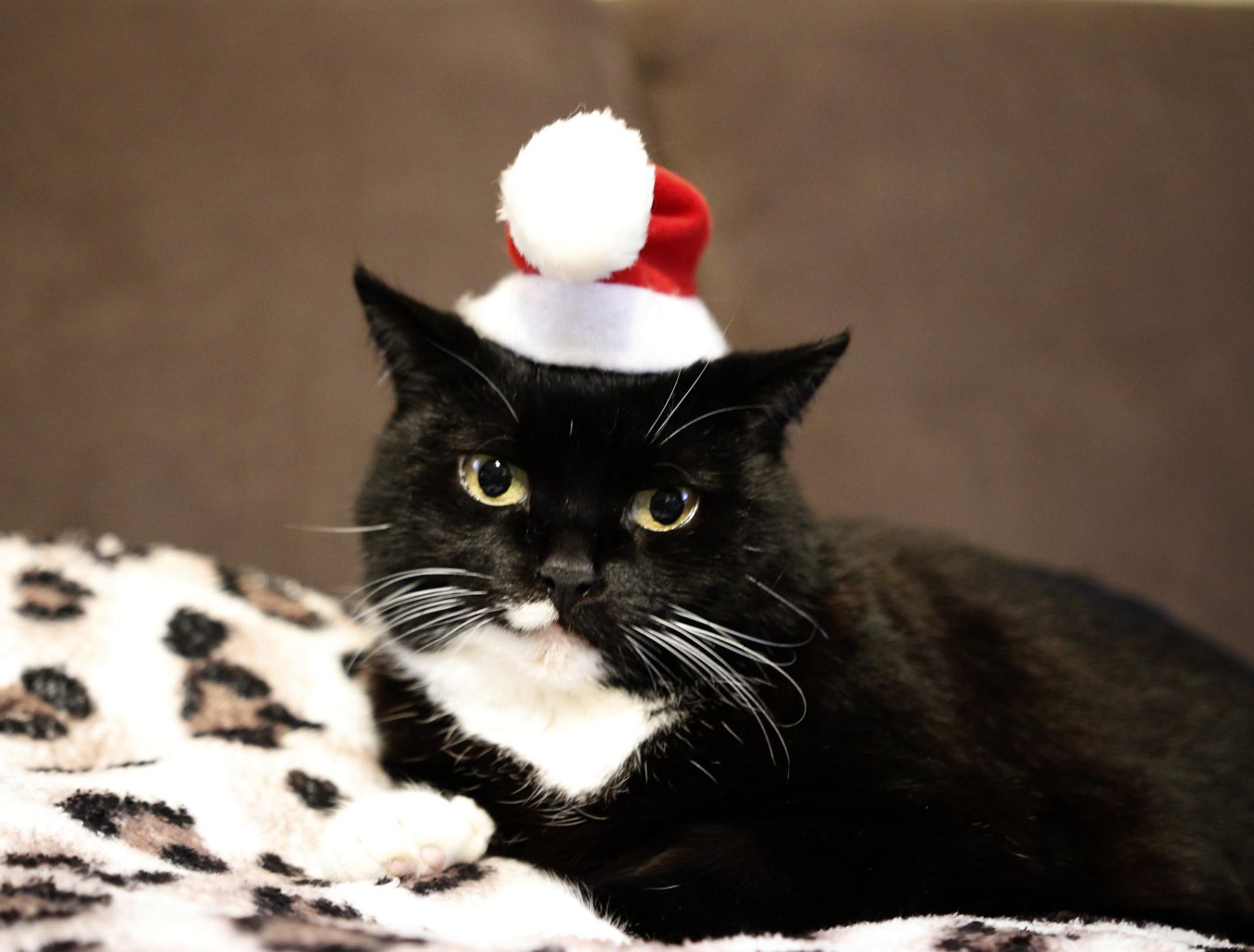 Michalina Rudra Rosin