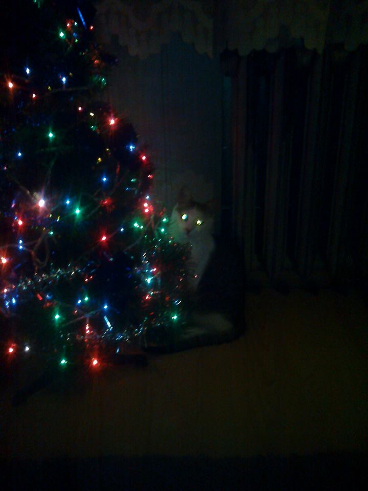 Monika Adrian Jarzebski