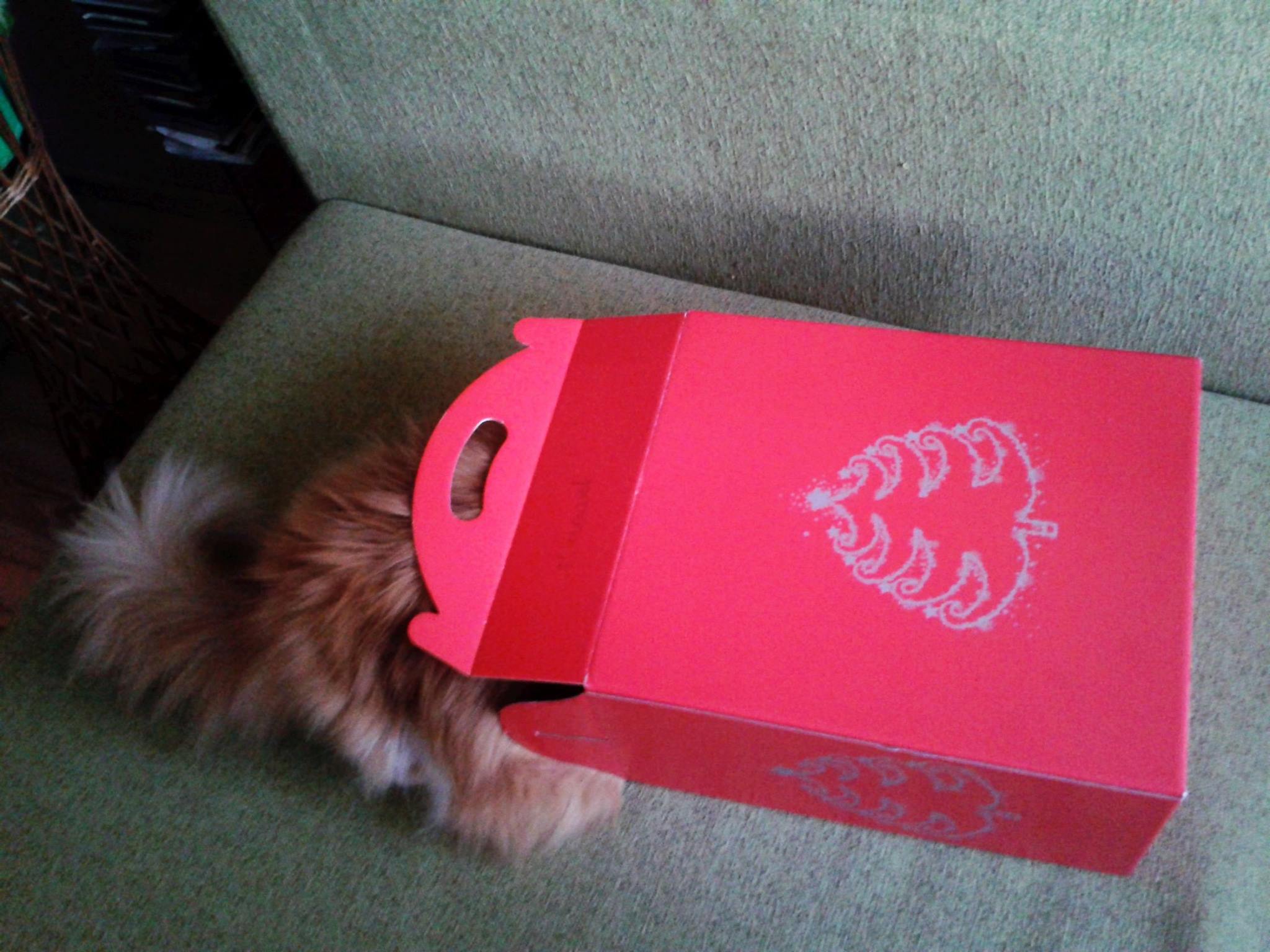 Helena - jesteś prezentę