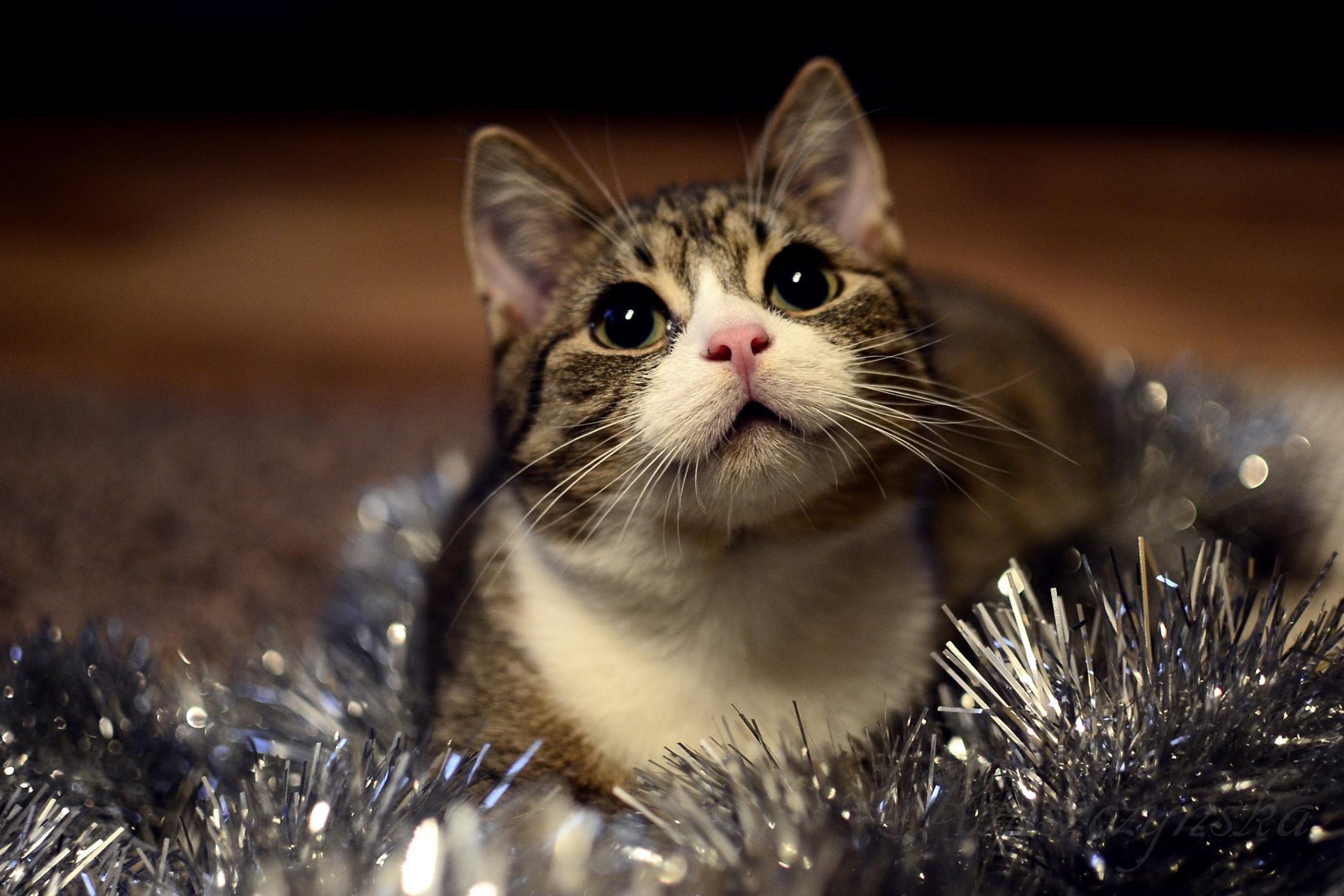 Aleksandra Kluszczyńska Po co Ci choinka... Masz przecież mnie!