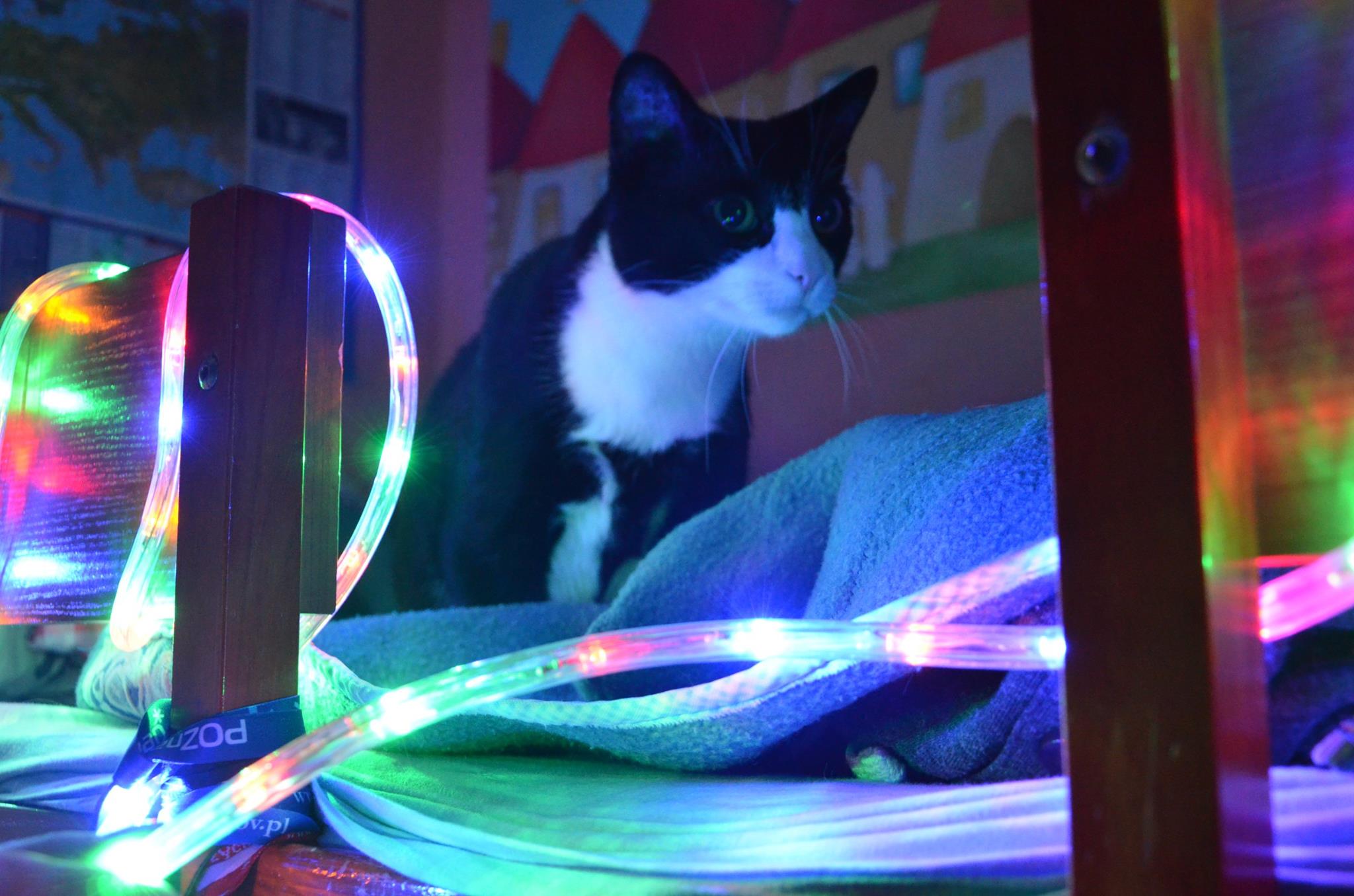 Katarzyna Anna Sobów