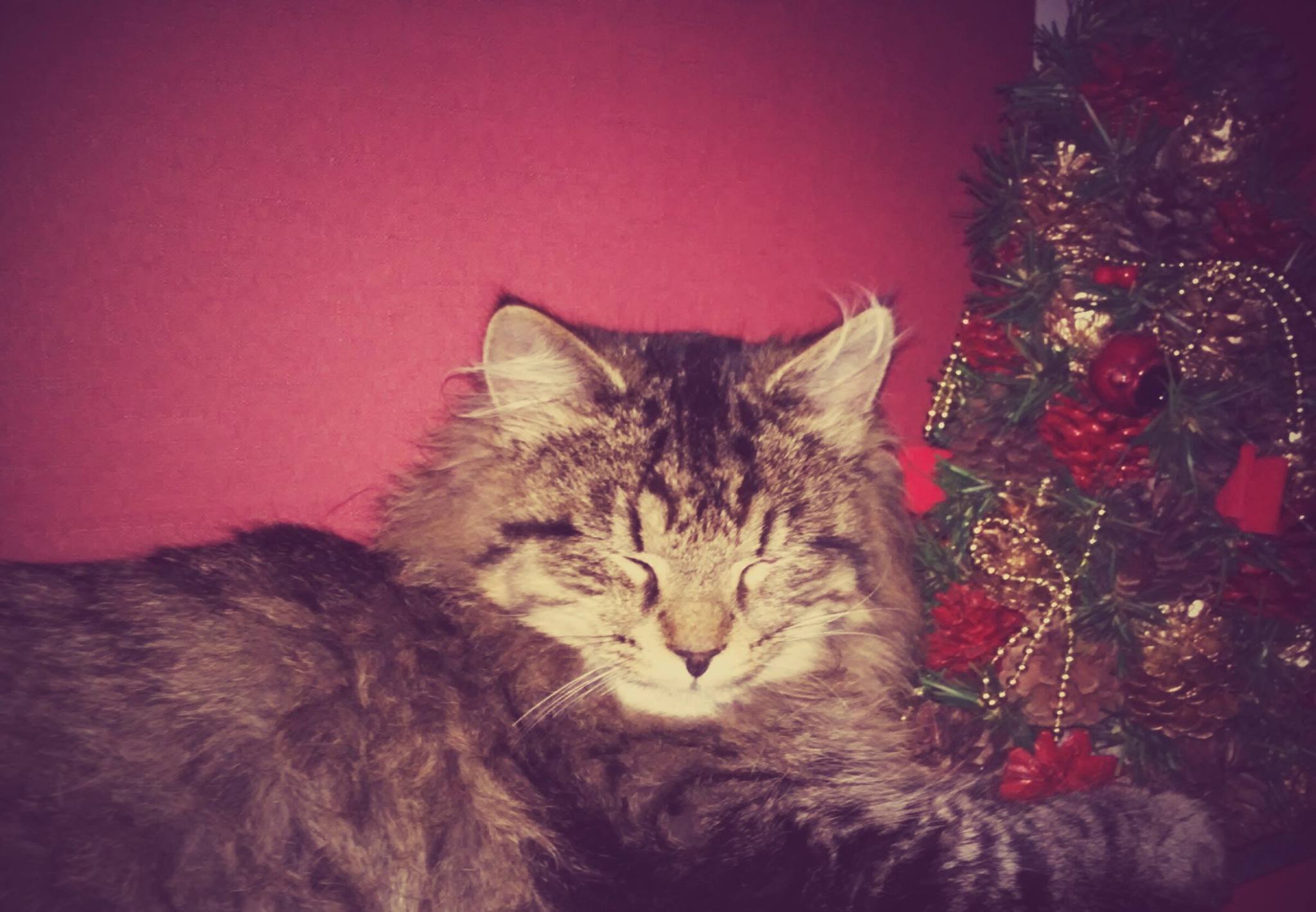 Luiza Osmólska - Jak spać to tylko przy choince