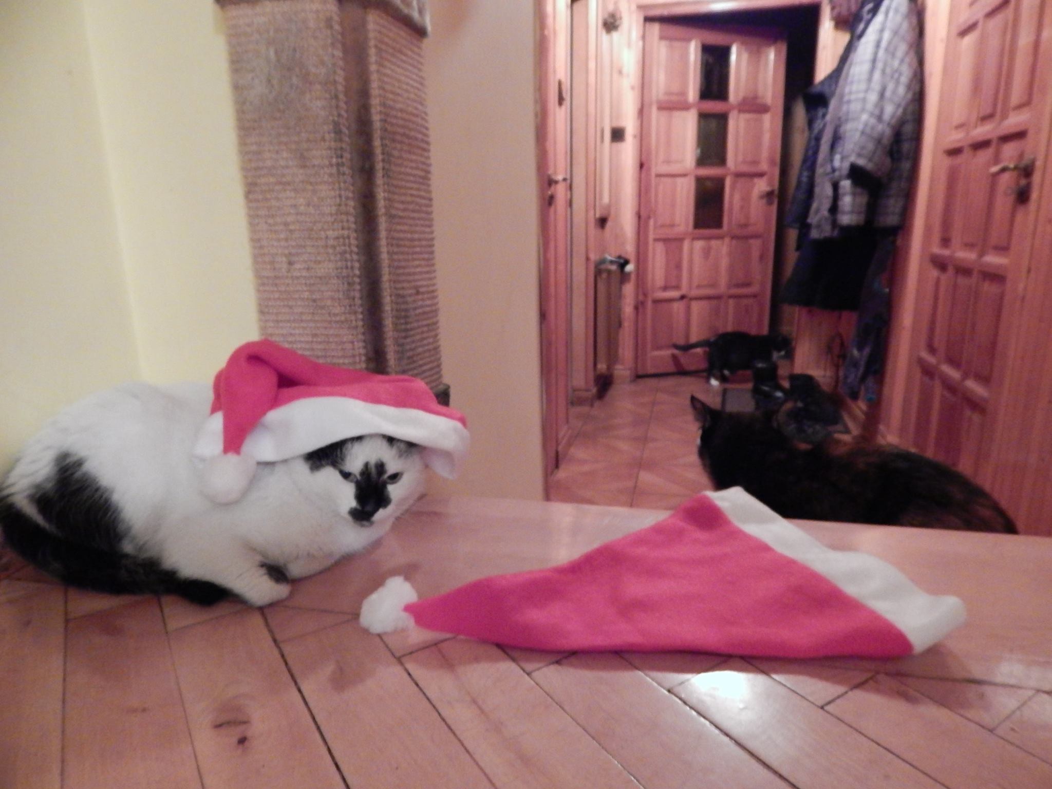 Judyta Mrowiec  Młody, Milka i Zuzia, czyli świąteczna ozdoba nr 1 + mistrzynie drugiego i trzeciego planu