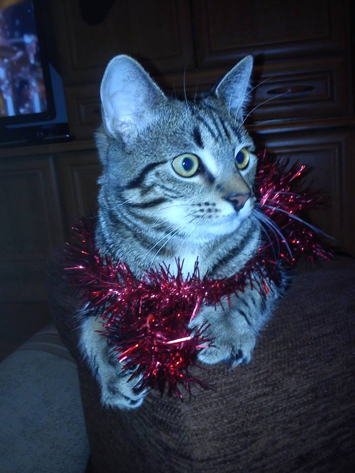 Paulina Hyla - ej, ej! po co ubierasz tą choinkę? przecież masz mnie