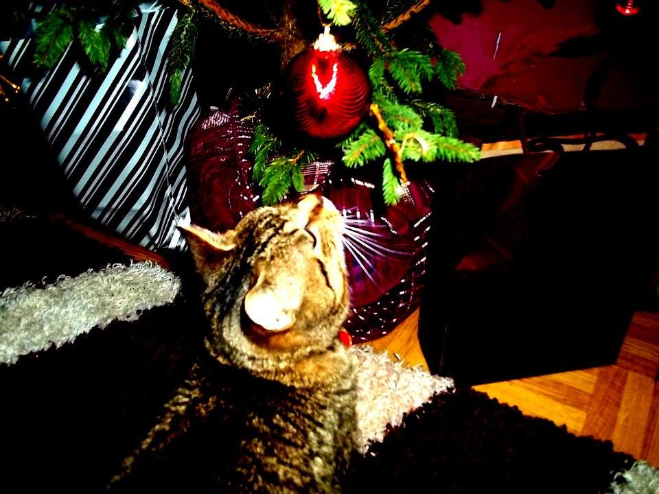 Martyna Klofik - , coś tu się świeci , muszę to wyniuchać