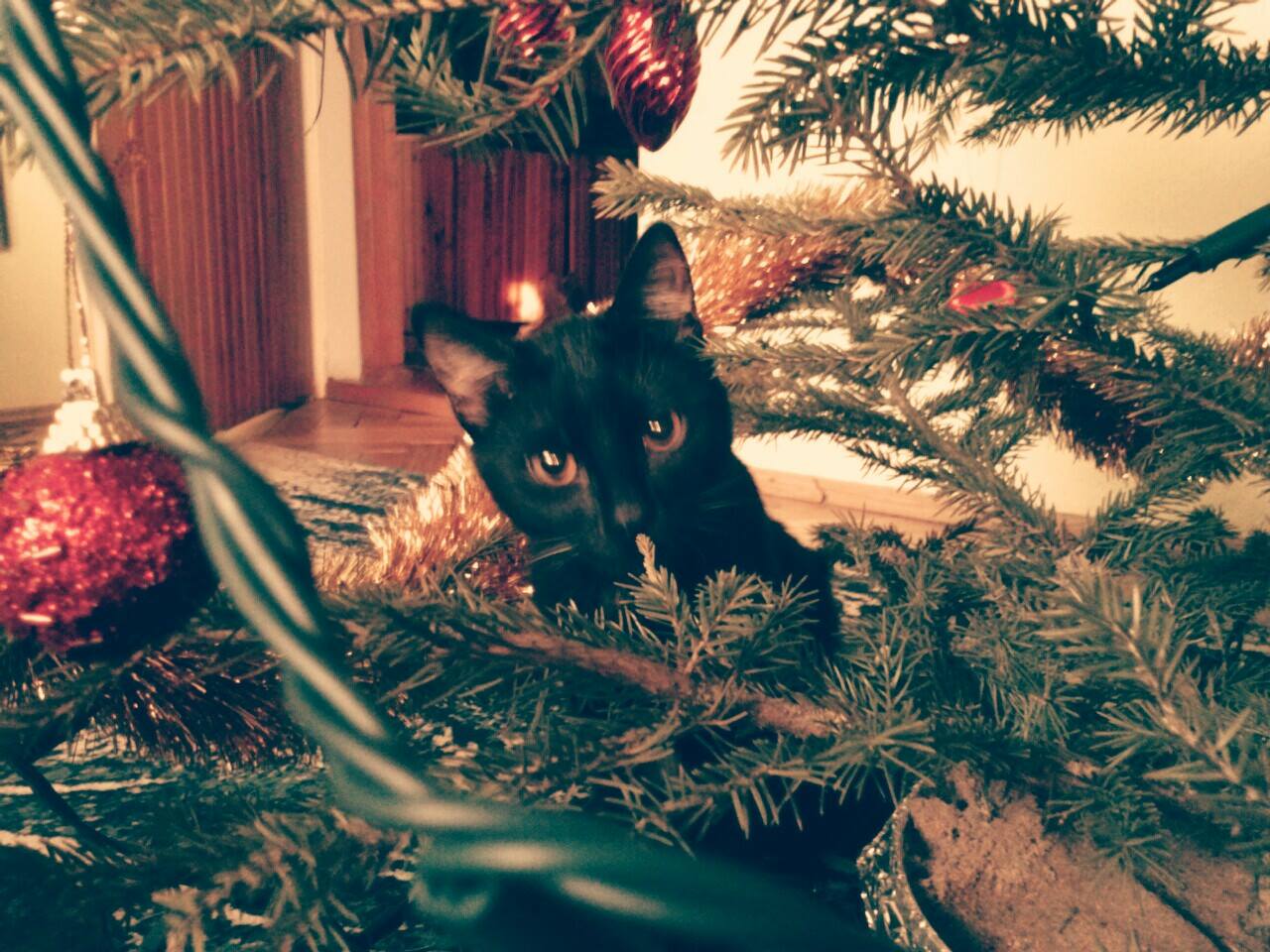 Joanna - w świątecznym nastroju