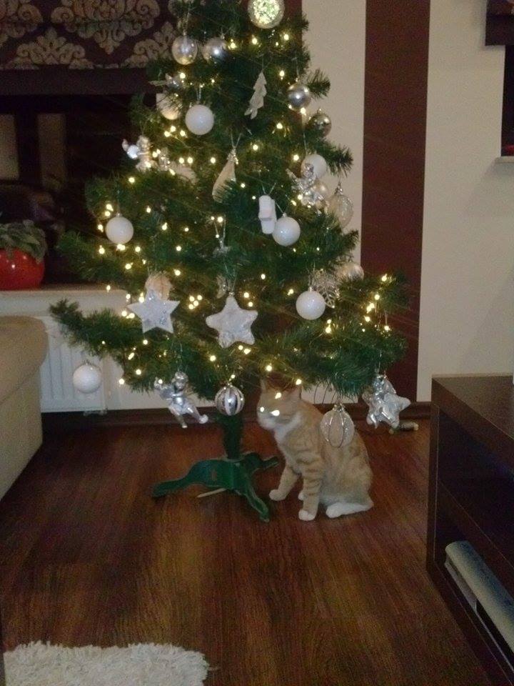 Violetta - pierwsze świeta cynamona