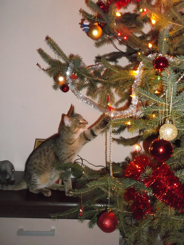 Małgorzata - Klakier ubiera choinkę