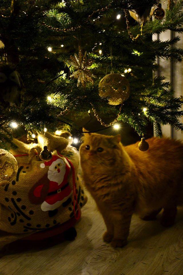 Aleksandra Mrowiec-Łukaszek- dwa świąteczne zdjęcia naszego kotka Pedra- zaraz po ubraniu choinki i.... krótko po, kiedy to Pedro oficjalnie ogłosił koniec świąt (piłek nie wiesza się na choince, piłkami się bawi).
