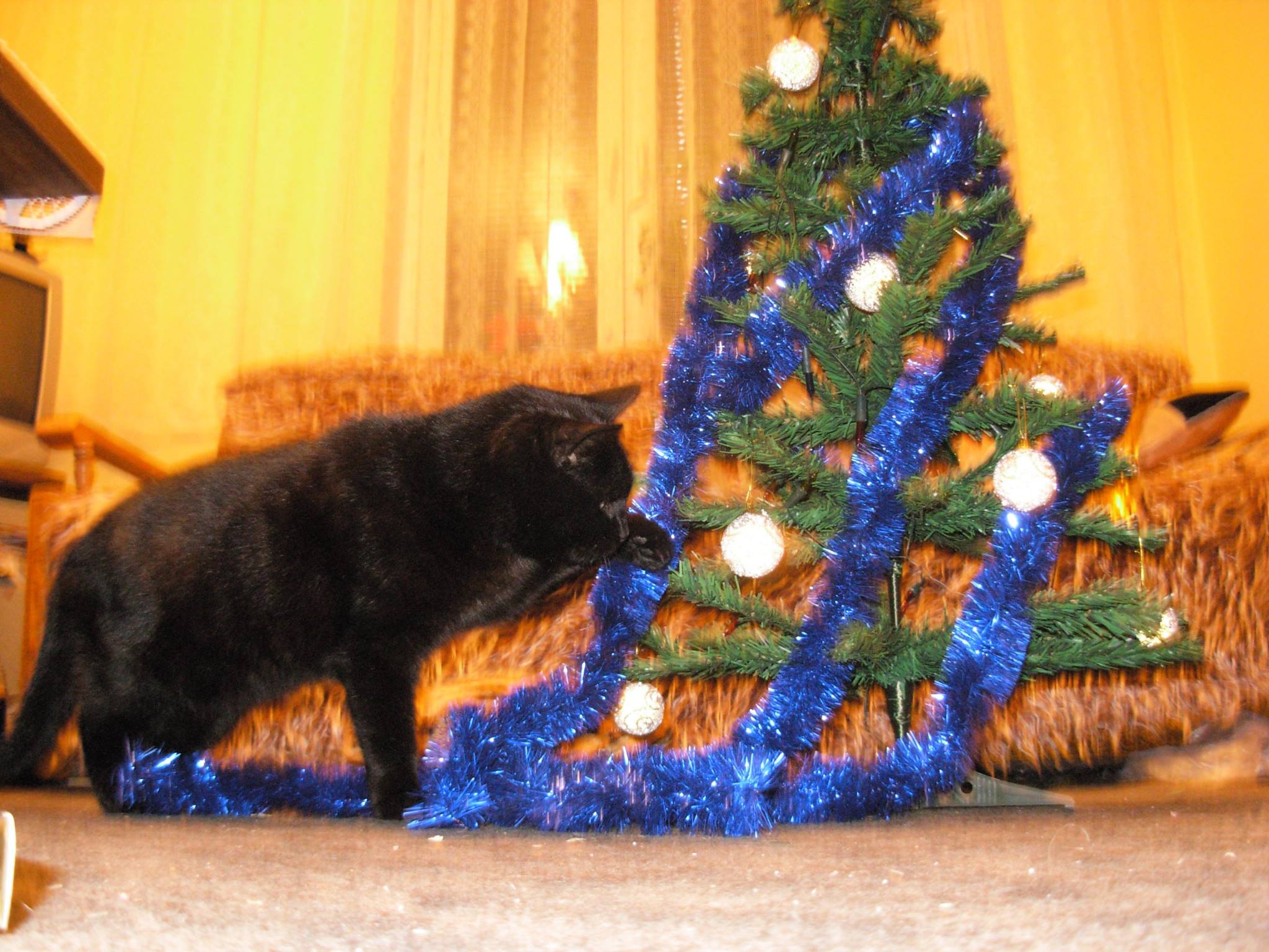 Magdalena Amelia Bartkiewicz - Jenny ubiera choinkę