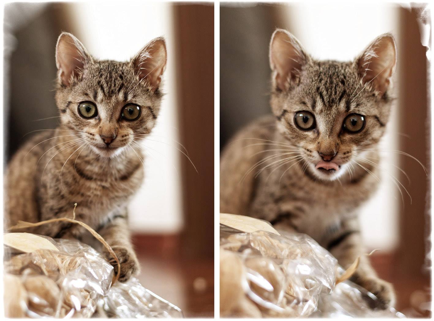 Małgorzata - Ayra, która %22pomaga%22 pakować prezenty