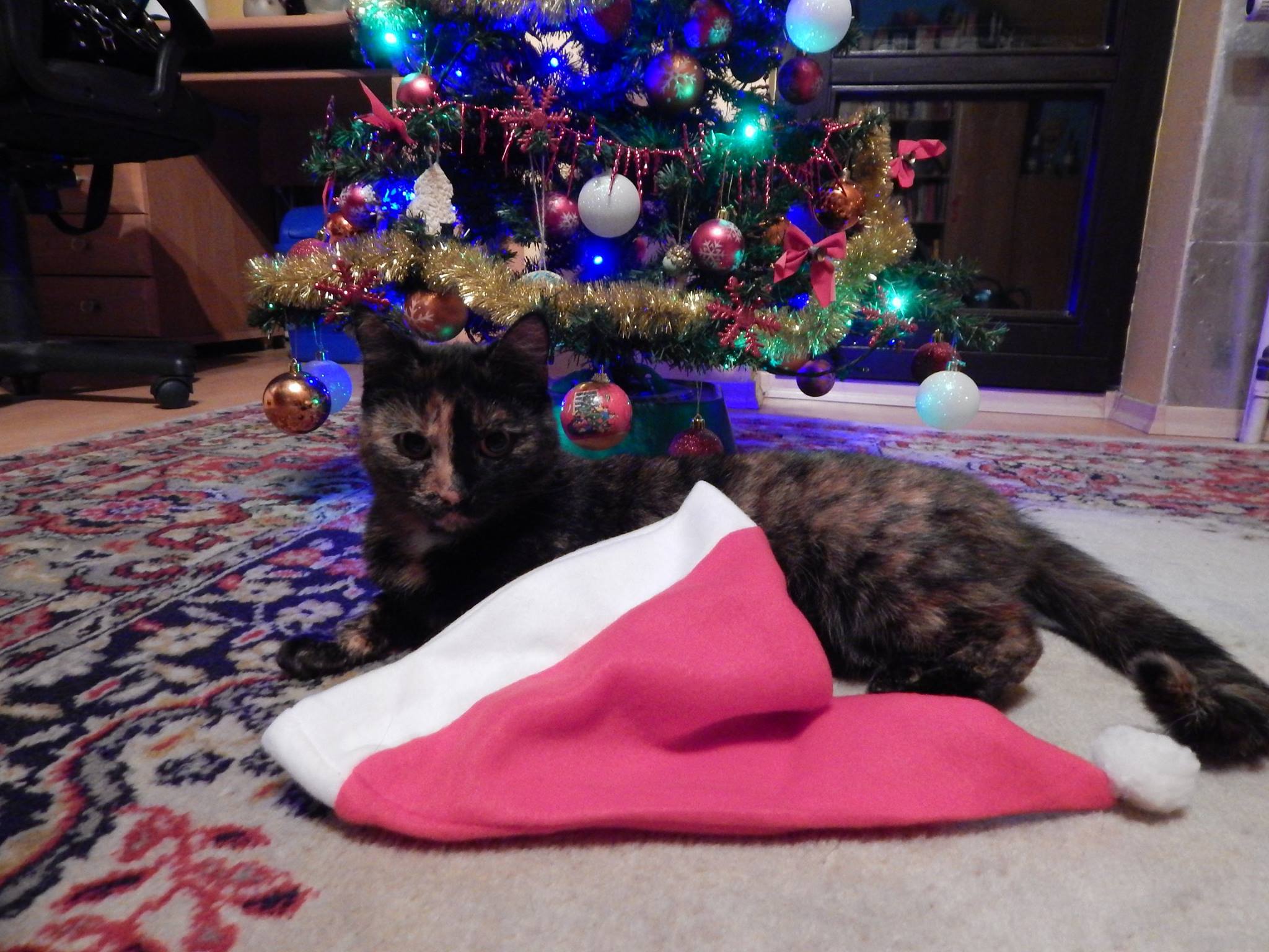 Judyta Mrowiec świąteczna Milka, mój mały urwis