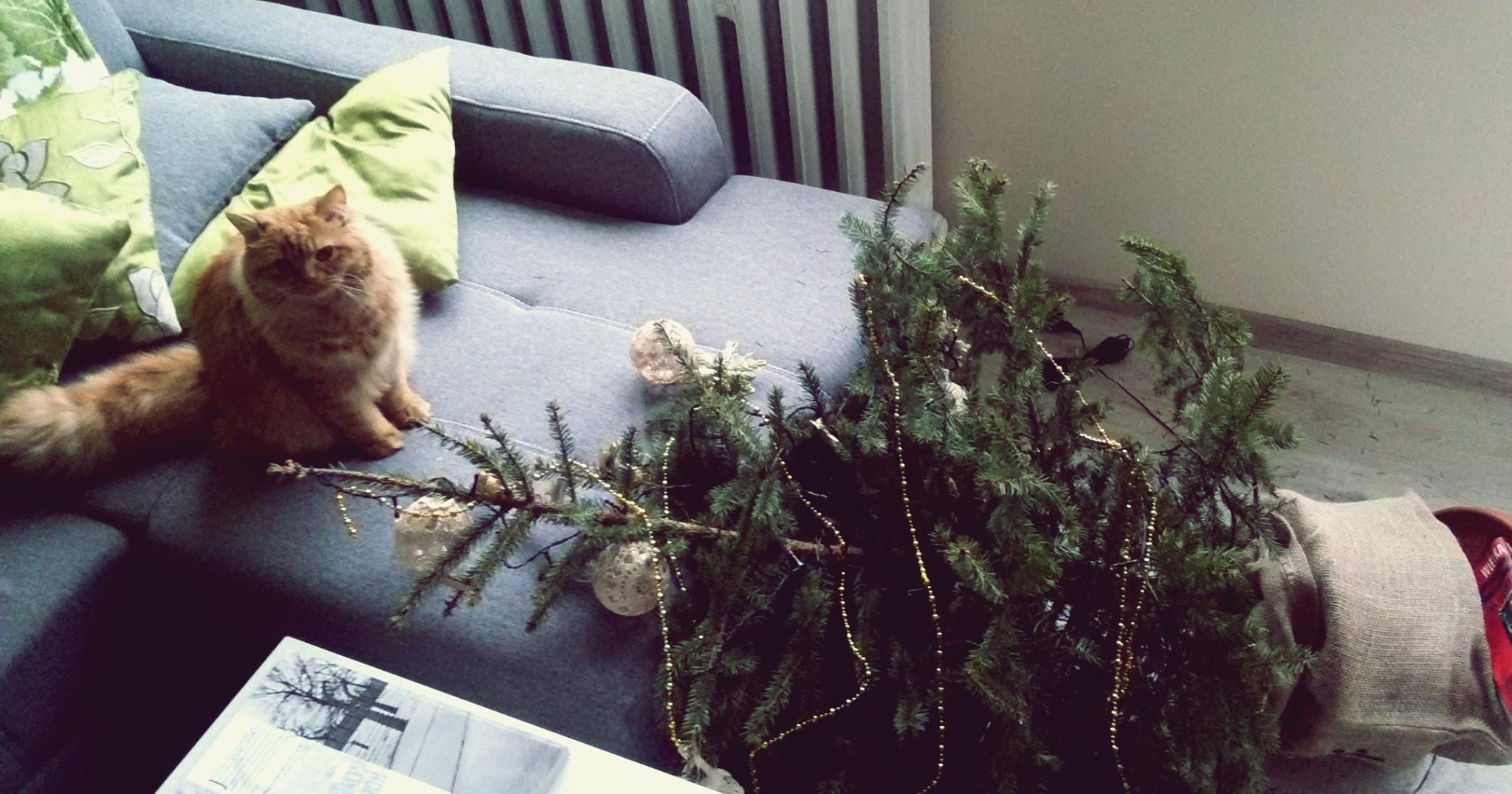 Aleksadnra Mrowiec-Łukaszek dwa świąteczne zdjęcia naszego kotka Pedra- zaraz po ubraniu choinki i.... krótko po, kiedy to Pedro oficjalnie ogłosił koniec świąt (piłek nie wiesza się na choince, piłkami się bawi).