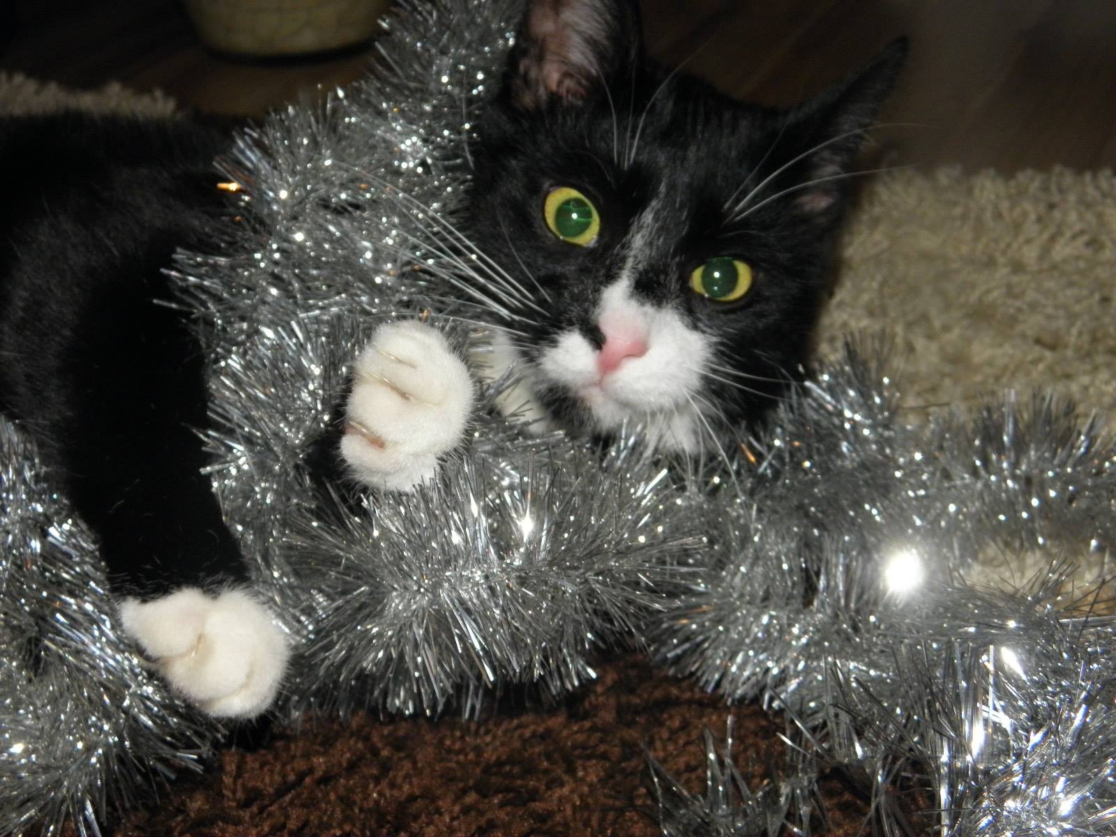 Natalia Chojnacka - Ja jestem twoją choinka