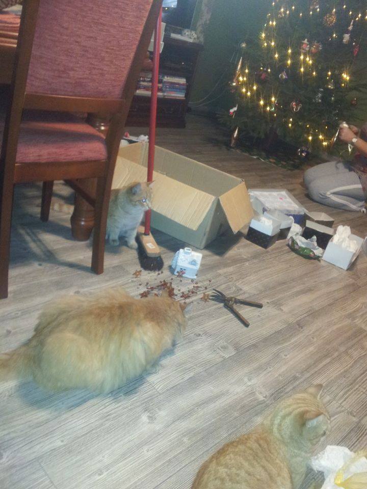 Agata Matysiak - a moje koty tak stroją choinkę , stroją i broją..