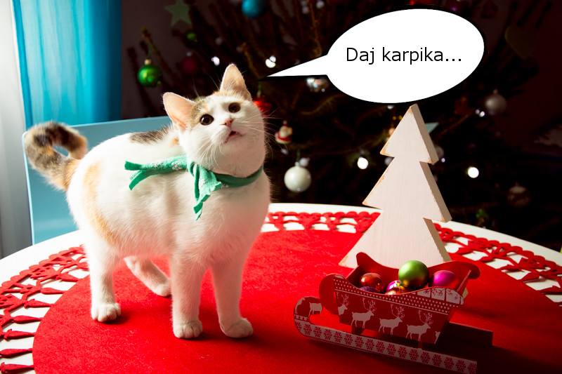 Anna Kędzior Moja świąteczna łobuzica