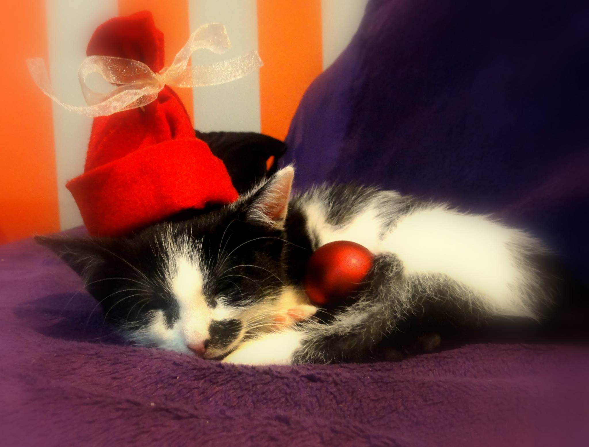 Chudy Zgw - odpoczynek małej pomocnicy Św. Mikołaja o imieniu Lilu