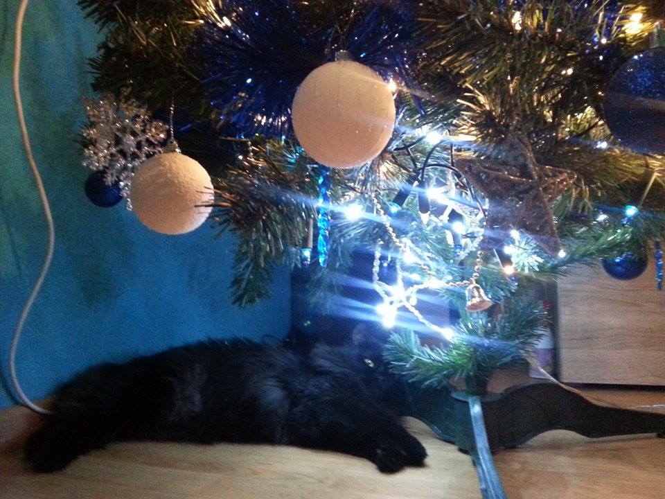 Małgorzata Jordan - 5 min pozniej choinka leżala na ziemi