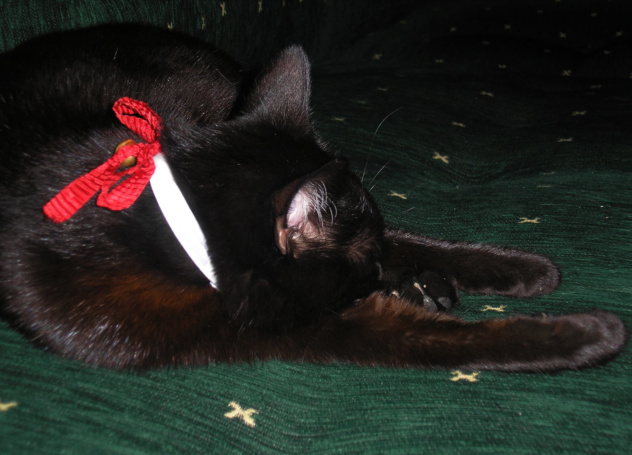 Gosia Kicajka Nowacka - jingle bell