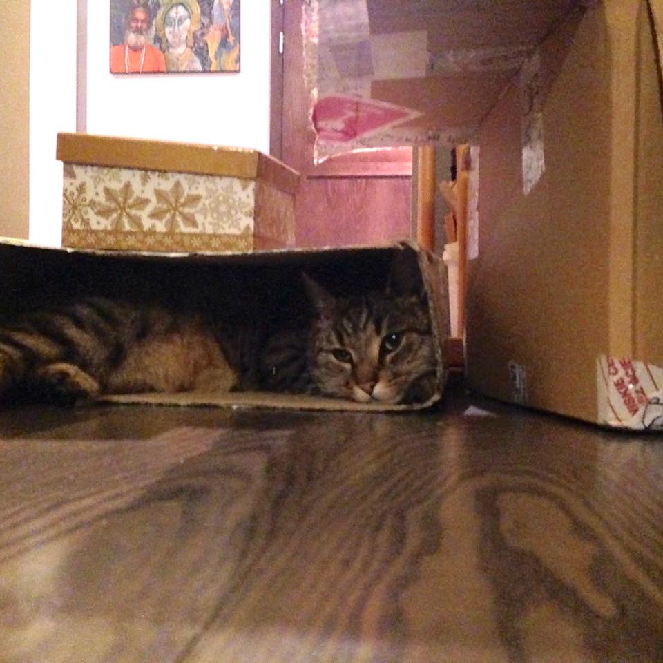 Mil Te kartony juz wolne? Jakies ubieranie choinki?