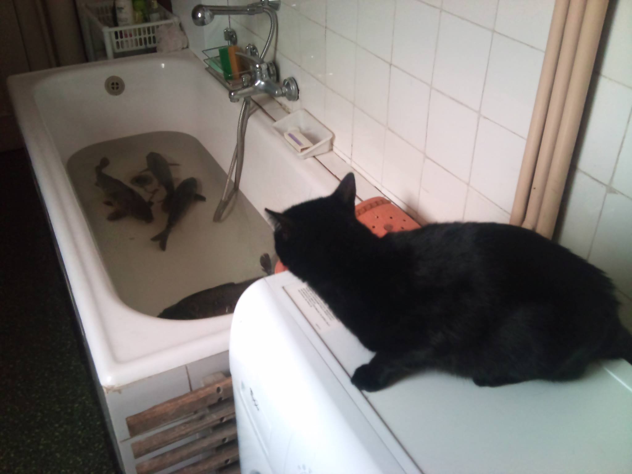 Edyta Pukopp- Tyle wygrać