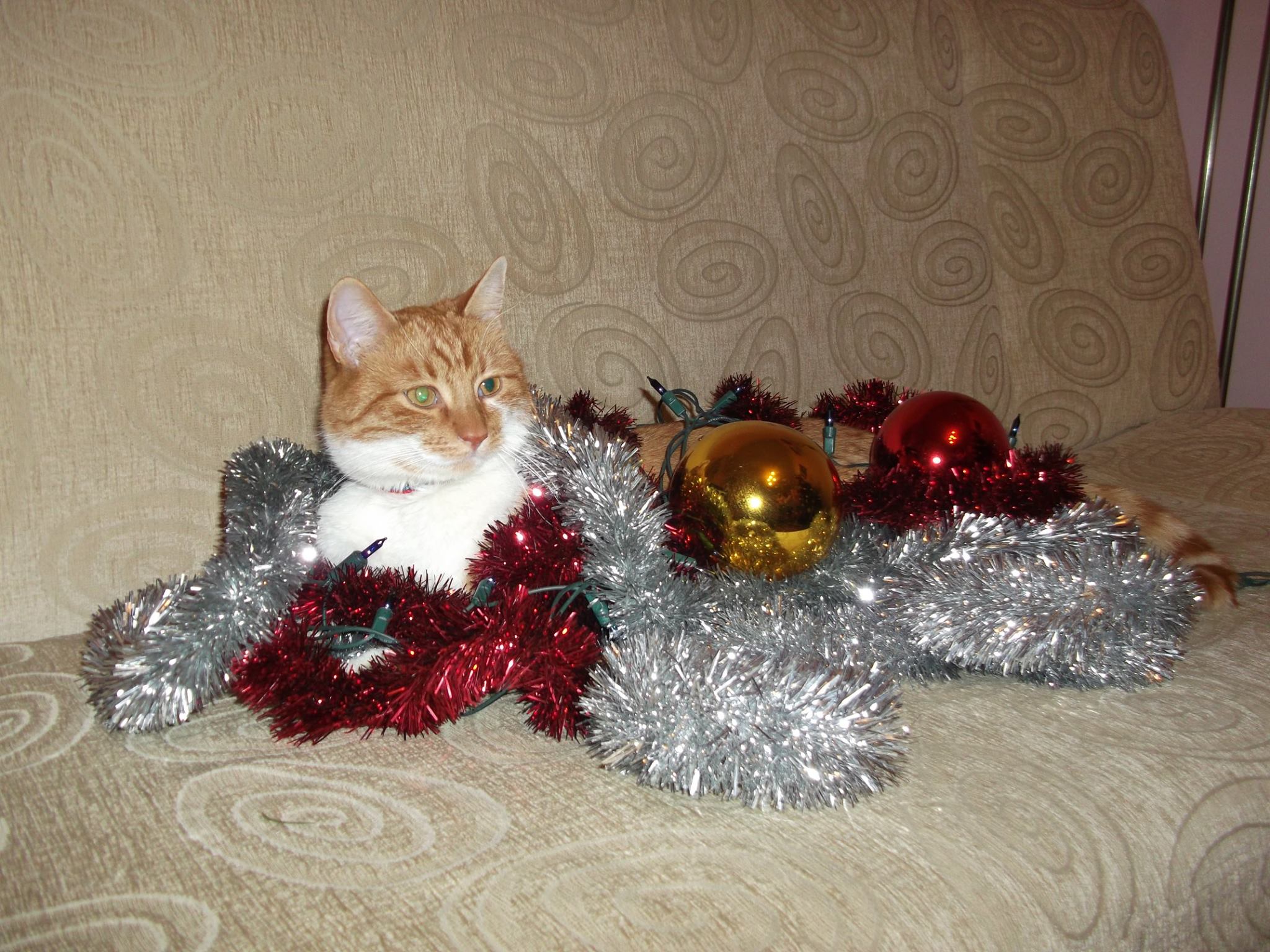 ukasz Trojanowicz kot Filek (stroik świąteczny)