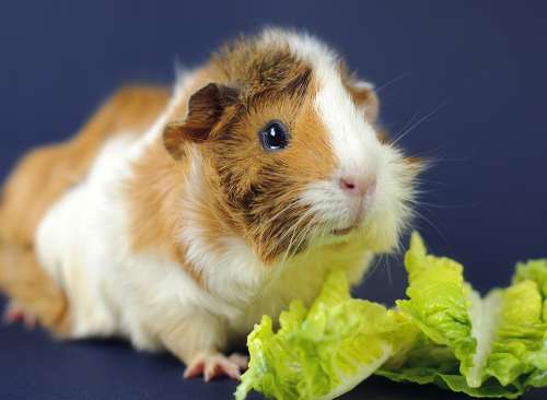 http://filing.pl/wp-content/uploads/2015/01/filing_images_89e505ba7b7d.jpg