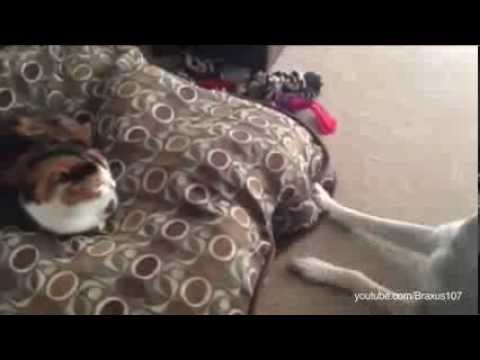 Koty kradnące łóżka psów.