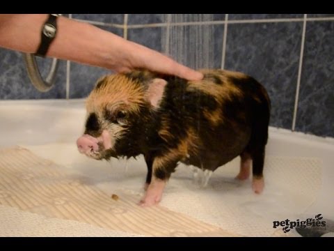 Miniaturowa świnka bierze prysznic.