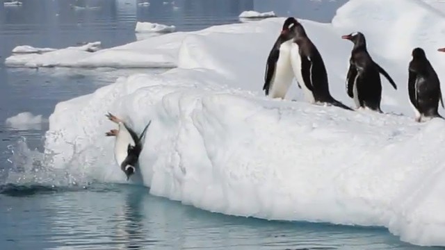Kompilacja zabawnych pingwinów.
