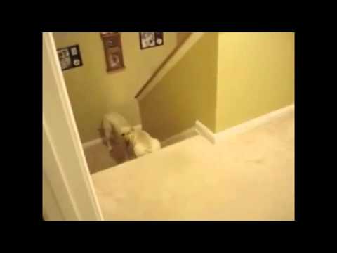 Nauka schodzenia po schodach według psów i według kotów.