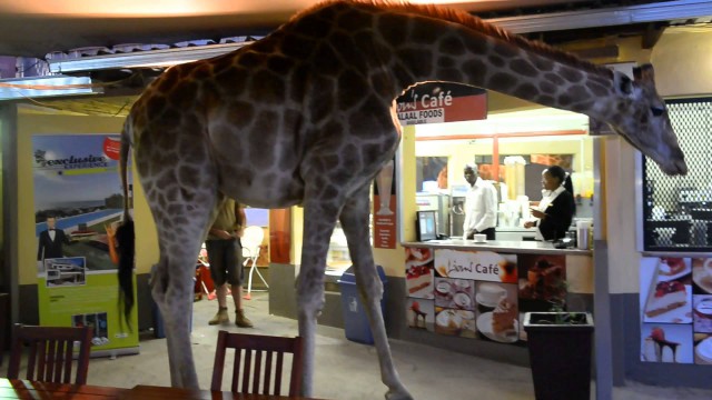 No więc, żyrafa wchodzi do baru…