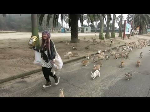 Dziewczyna kontra japońskie króliki.