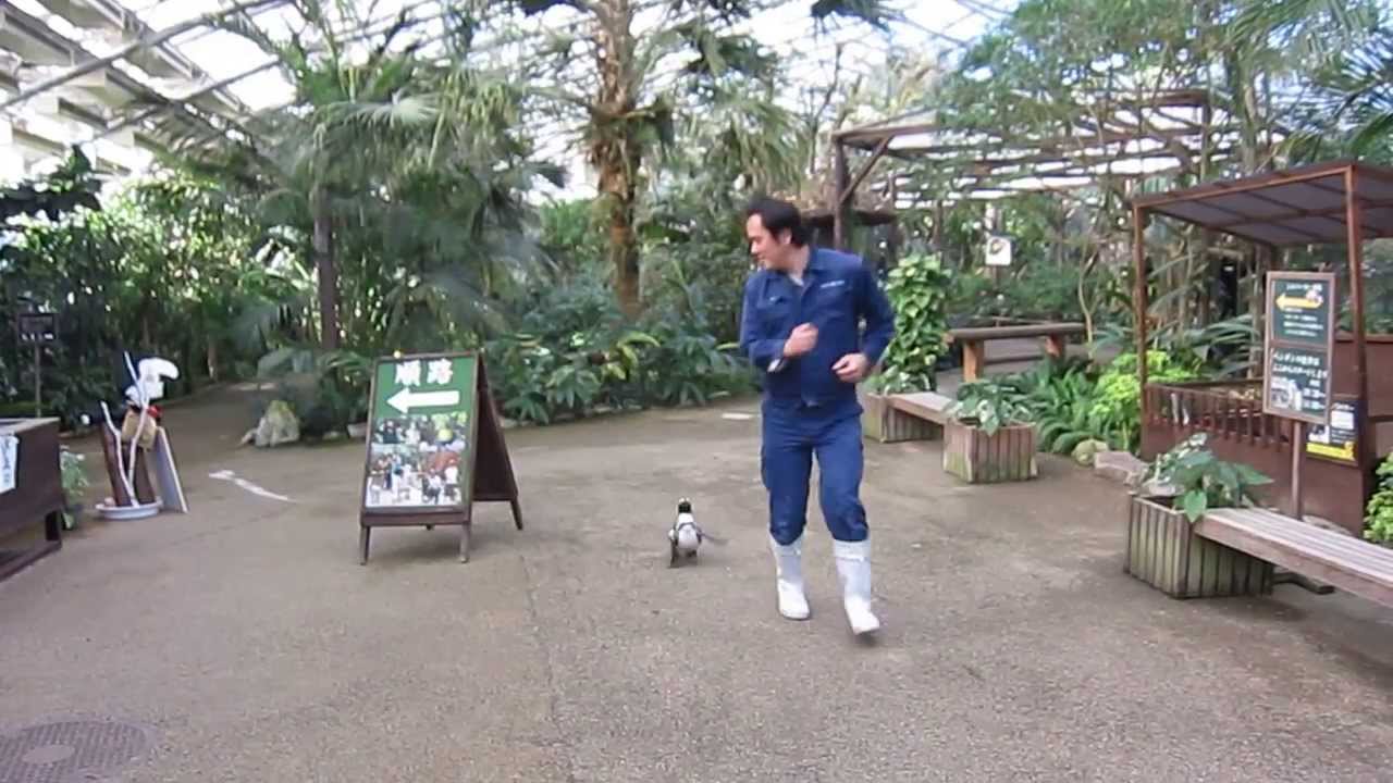 Słodki pingwin, który biega za pracownikiem zoo.