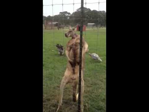 Mocno napakowany kangur pokazuje mięśnie.