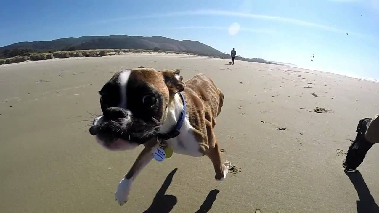 Szczęśliwy dwunożny pies, który wybiega pierwszy raz na plażę.