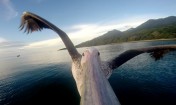 Pelikan uczy się latać - z kamerą GoPro na dziobie.