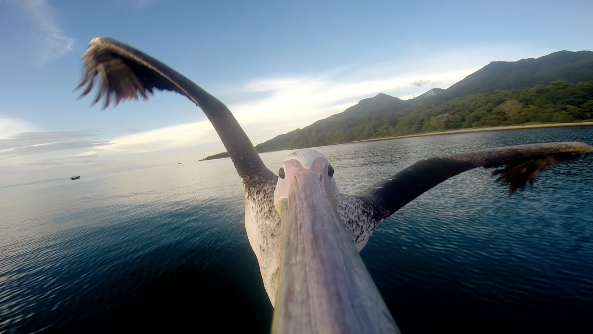 Pelikan uczy się latać – z kamerą GoPro na dziobie.