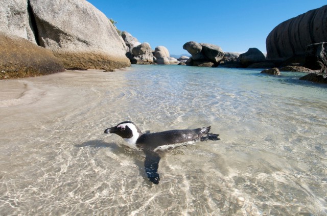 Plaża w Afryce na której mieszkają pingwiny.