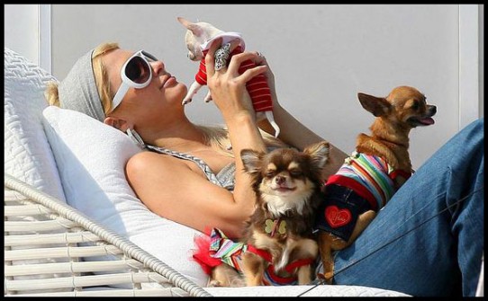 Dom dla piesków Paris Hilton jest prawdopodobnie lepszy od Twojego własnego. To się nazywa pieskie życie.