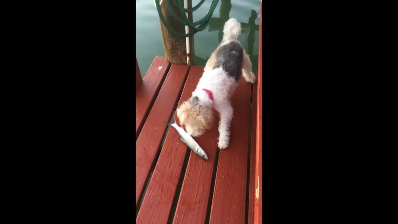Pies i jego pierwsze spotkanie z rybką.