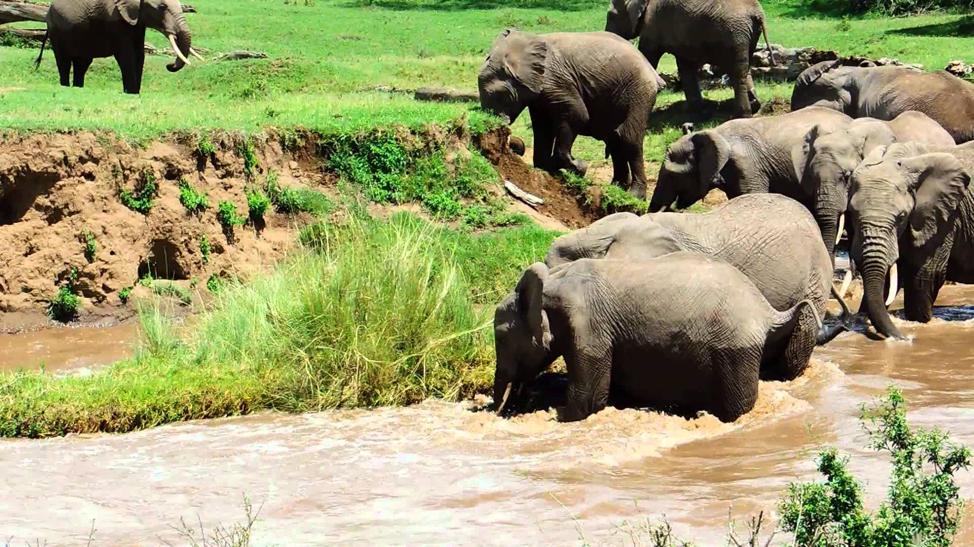 Małego słonia porywa nurt rzeki, film trzyma w napięciu do samego końca.