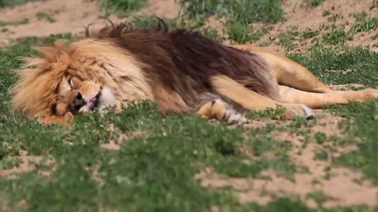 Groźnie śpiący lew. Ciekawe czy miał zły sen.