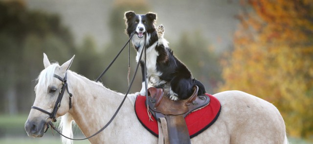 Poznaj psa, który jeździ konno. Dokładnie tak.