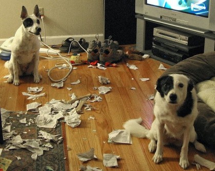 41 zdjęć psów, które udają, że nic nie zrobiły… niewiniątka.