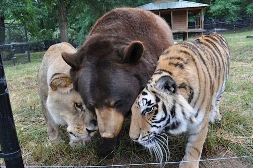 20 zdjęć tygrysa, lwa i niedźwiedzia, którzy kochają się pomimo wszystko.